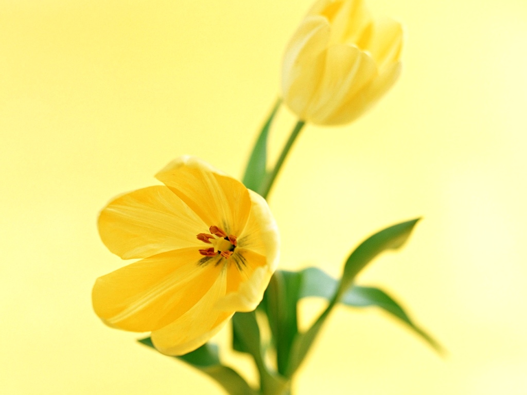 [Yellow+flowers+1024x768.jpg]