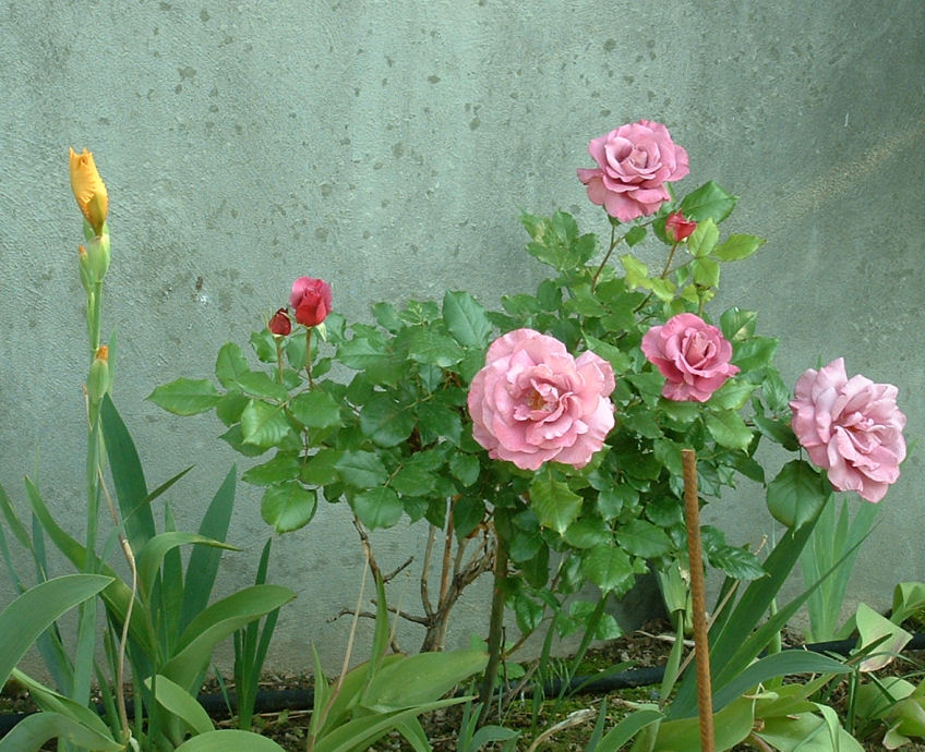 [Backyard+Lavender+Roses+2++June+14.JPG]