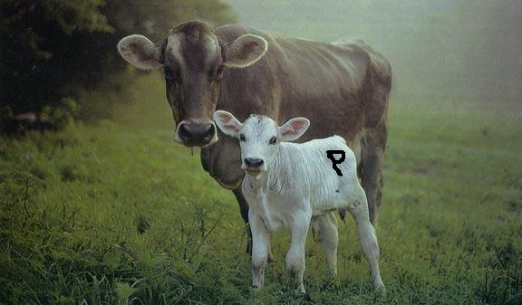 [mother-cow-and-calf.jpg]