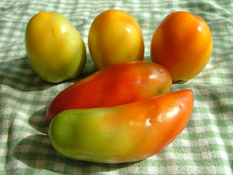 [Tomatoes.jpg]