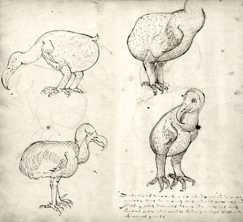 [Drawings_of_a_dodo_from_the_Journal_of_VOC-ship_Gelderland_1601-_1603.png]