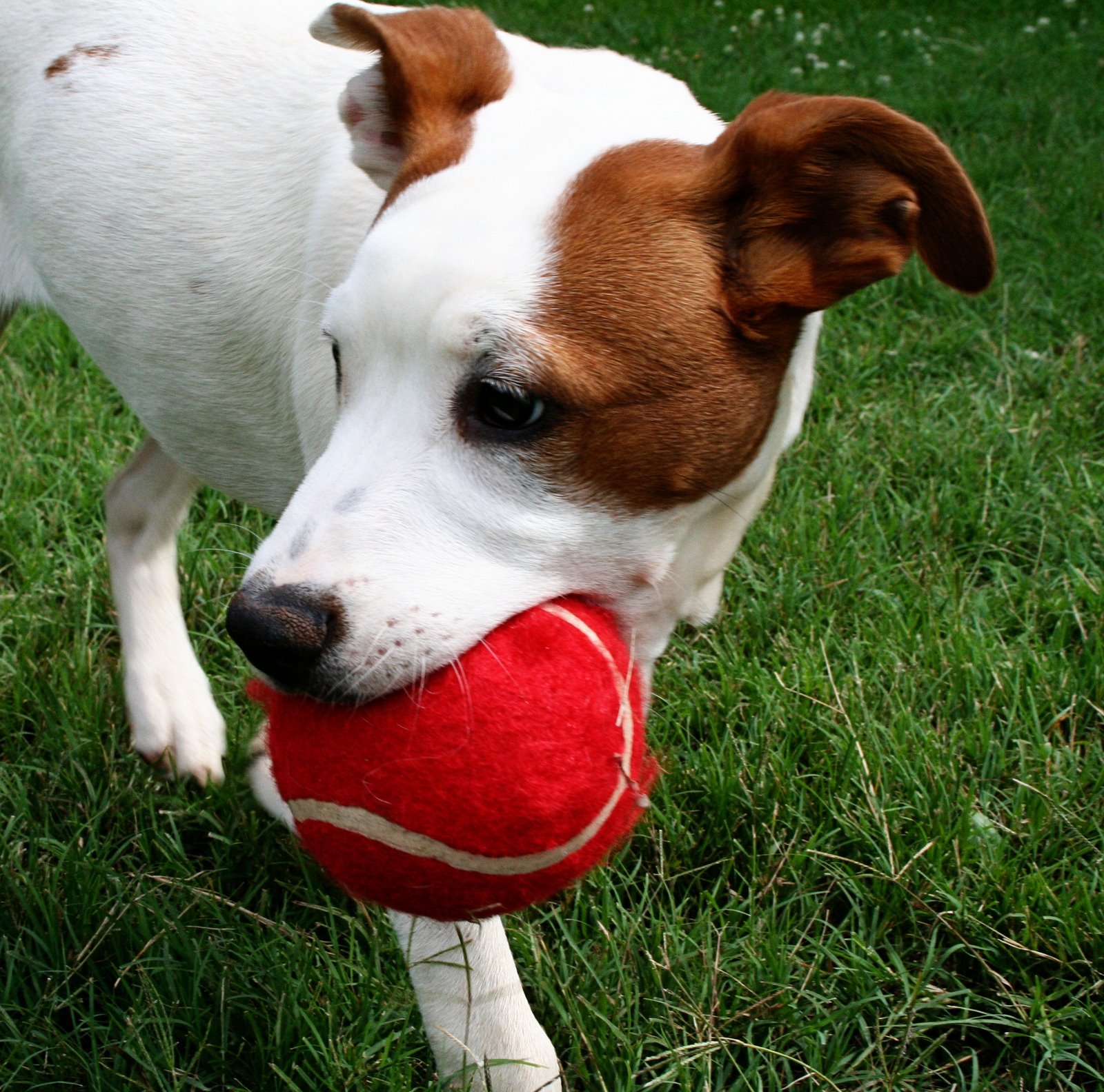 [Lucy+Red+Ball.jpg]