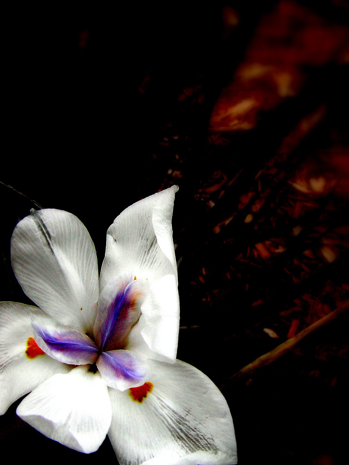 [Flowers+(April+8)+042.jpg]