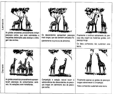 [girafas+evoluÃ§Ã£o8.jpg]