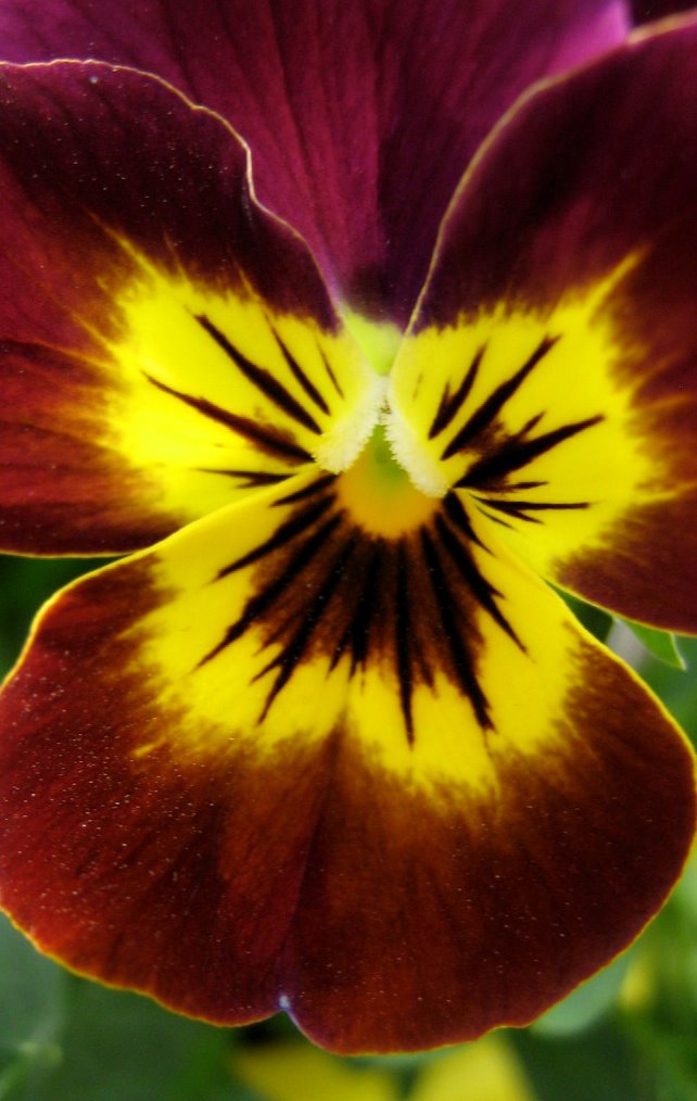 [4-22-08+Pansy+Brown+Gold+Cropped.JPG]