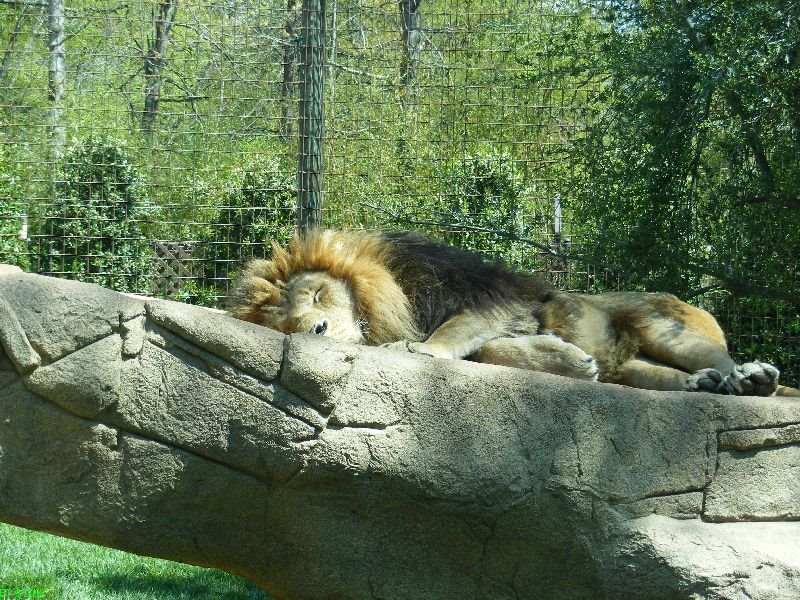 [Lion+napping+at+the+Greenville+Zoo.jpg]