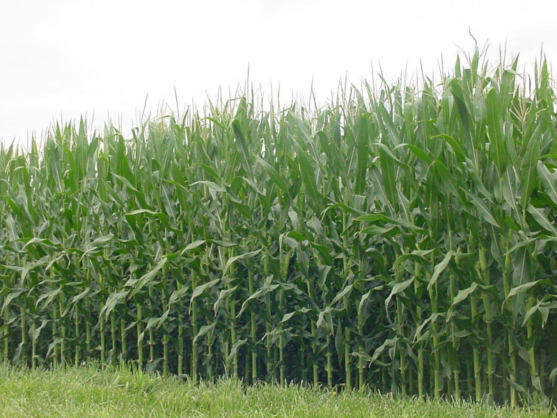 [corn+fields.jpg]