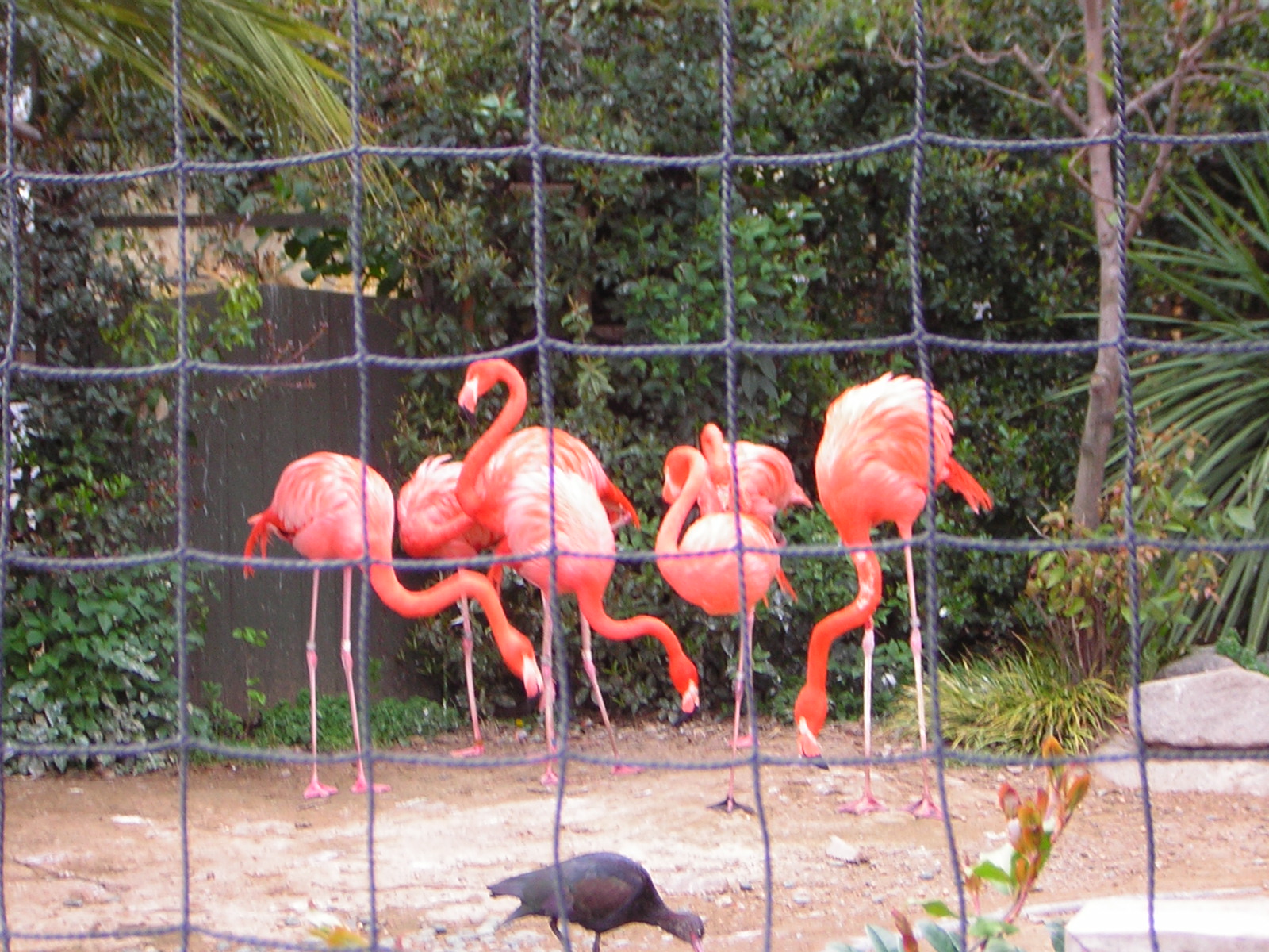 [Flamingoes.JPG]
