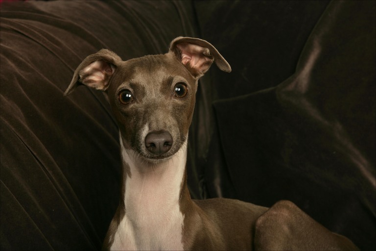 [italian-greyhound-portrait.jpg]