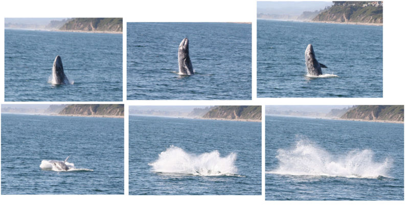 [800px-Gray-Whale-Collage.jpg]