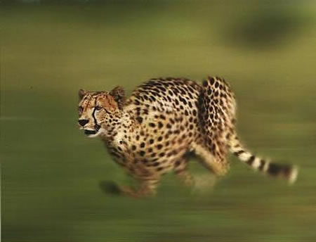 [cheetah+sprint.jpg]