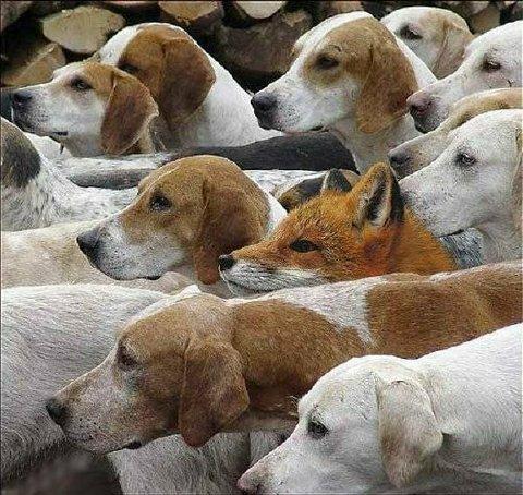 [foxhound.jpg]