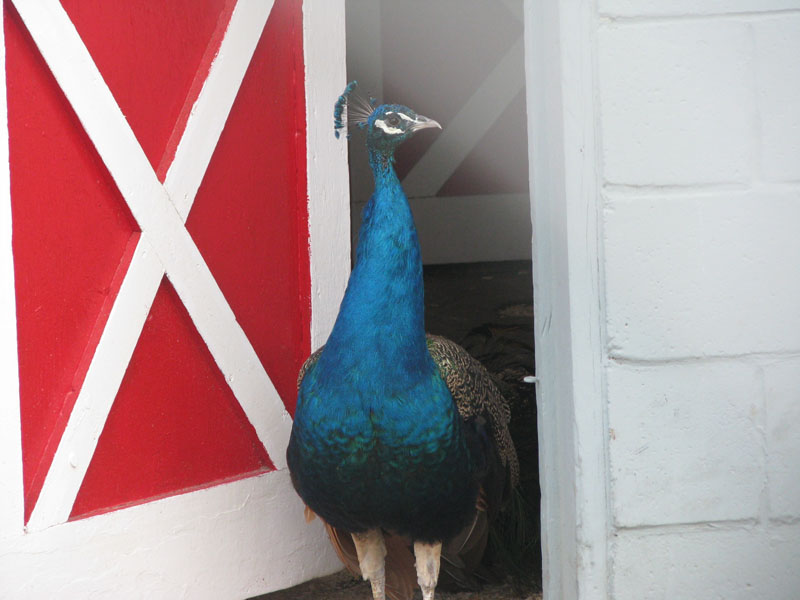 [Peacock1.jpg]