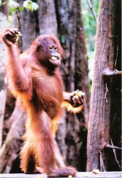 [Orangutan-1.jpg]