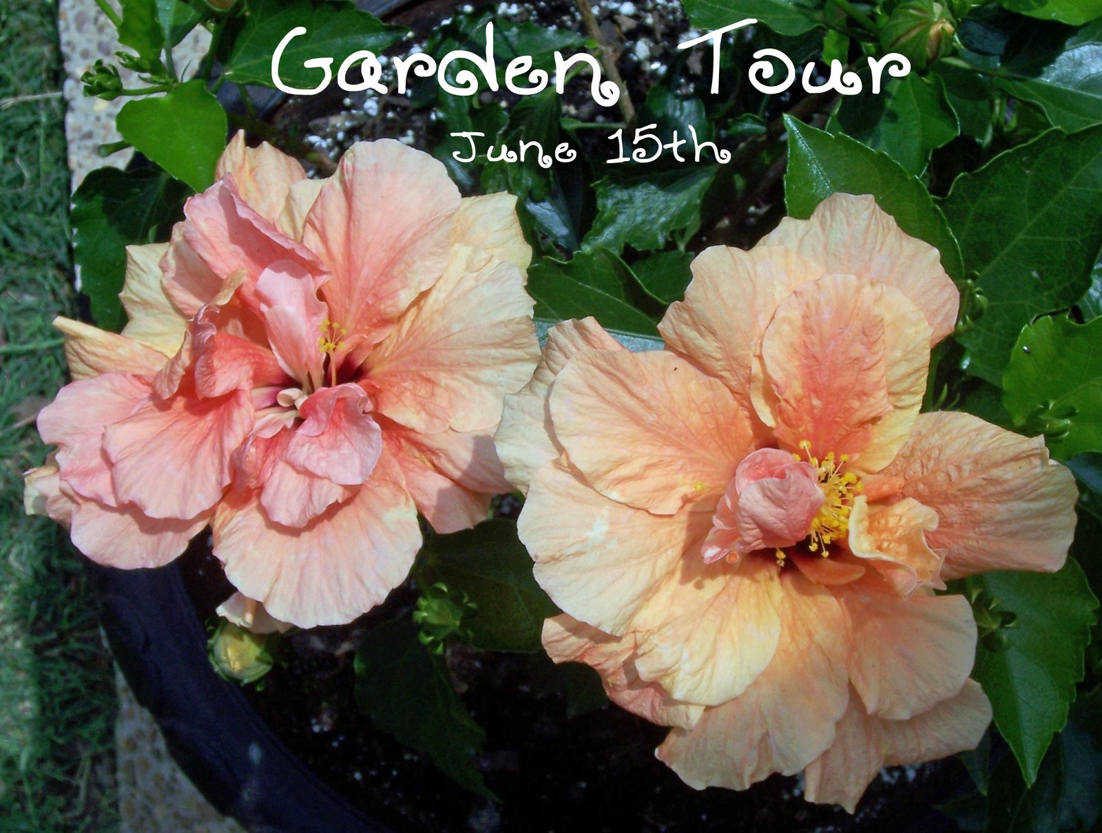 [Garden+Tour+1.jpg]