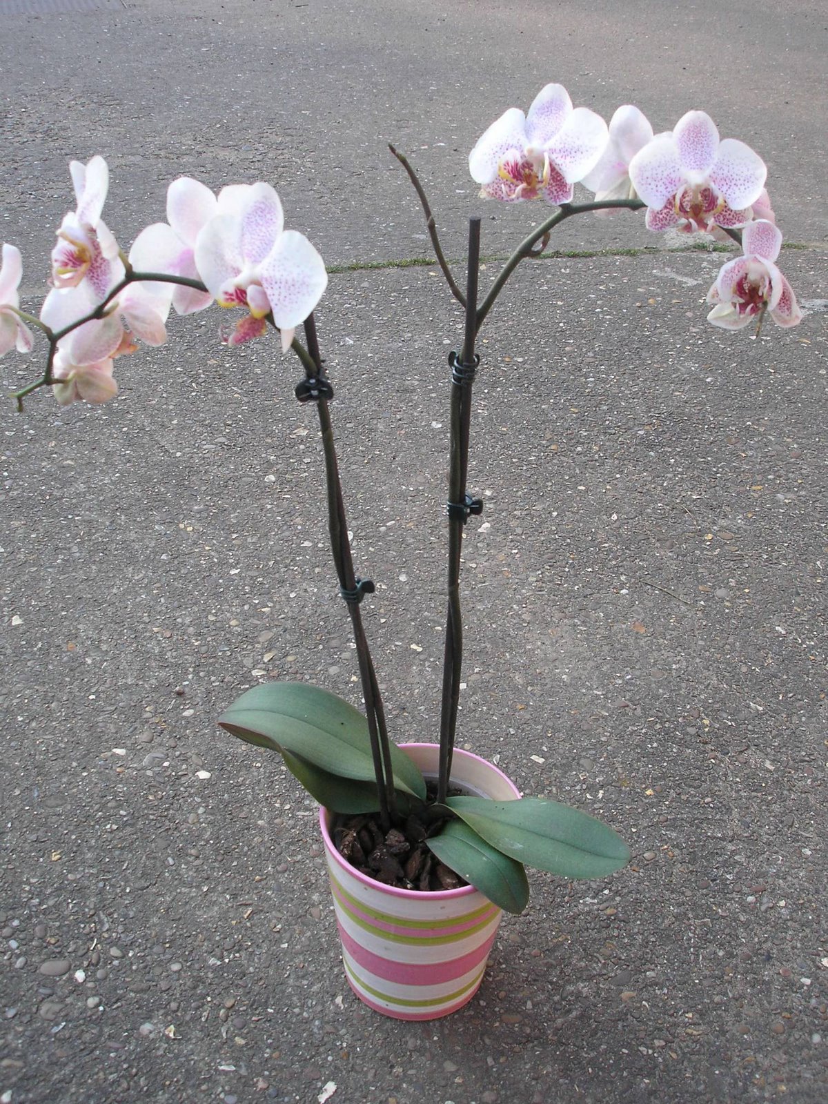 [Orchid+3.JPG]