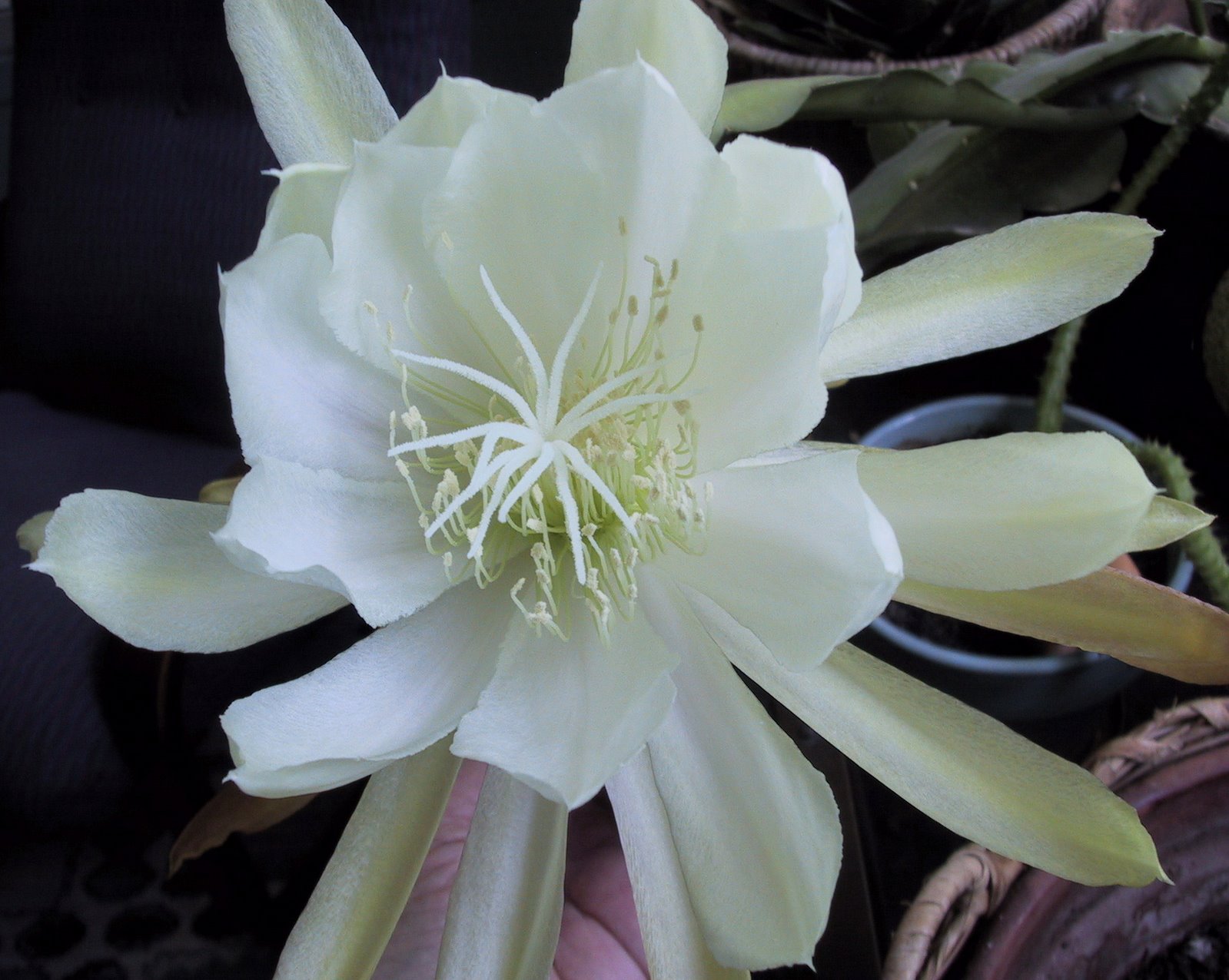 [whitecactusflower.JPG]