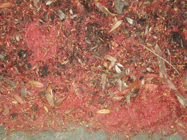 [Red+Carpet+under+tree.JPG]