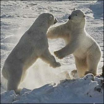 Kebahagiaan Beruang Kutub