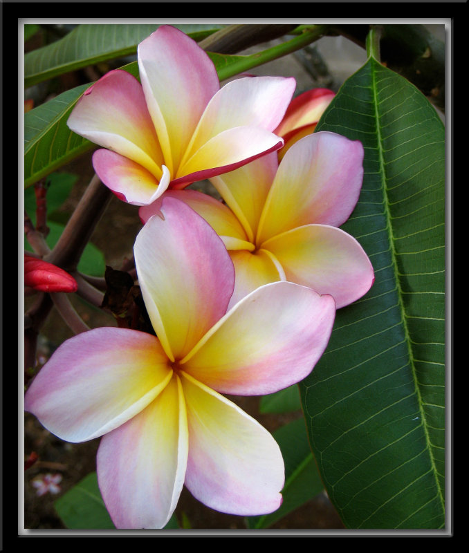 [frangipani(sacuanjoche)by+Majewsky.jpg]