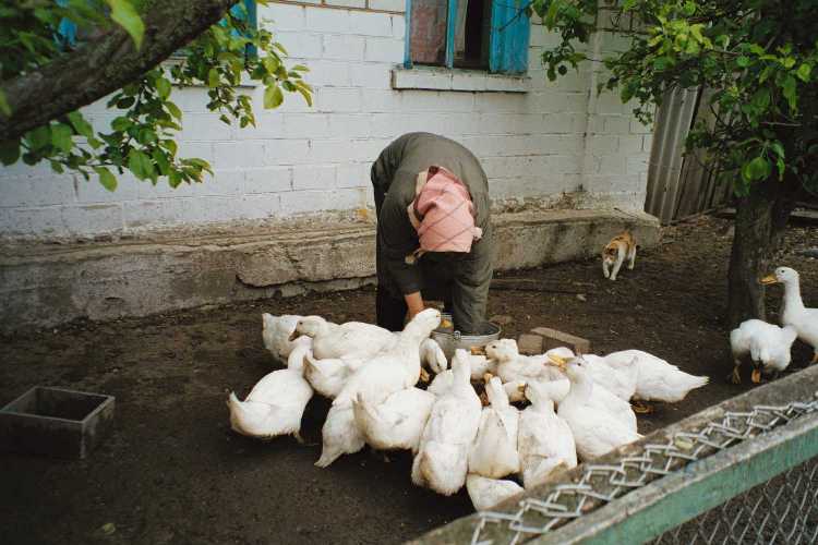 [woman+feeding+the+ducks.jpg]