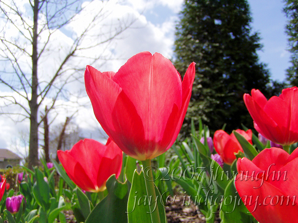 [tulip_closeup.jpg]