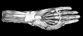 [hand-dissection-1501.jpg]