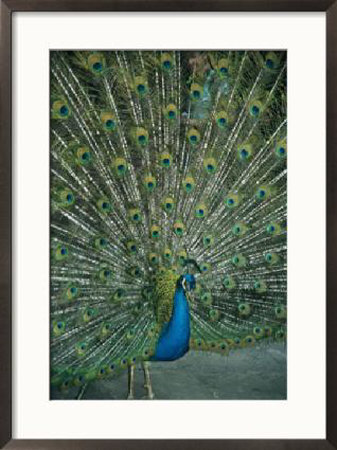 [PF_1962341~A-Male-Peacock-Spreads-His-Beautiful-Tail-Plumage-Posters.jpg]