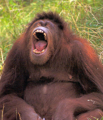 [orangutan_yawn.jpg]