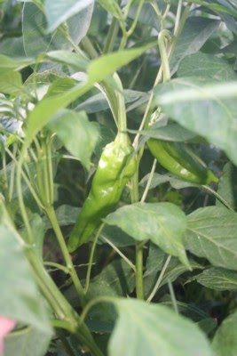 [peppers.jpg]