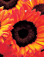 [fm_Sunflower_SubArt1.gif]