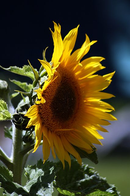 [sunflowers-2sm.jpg]