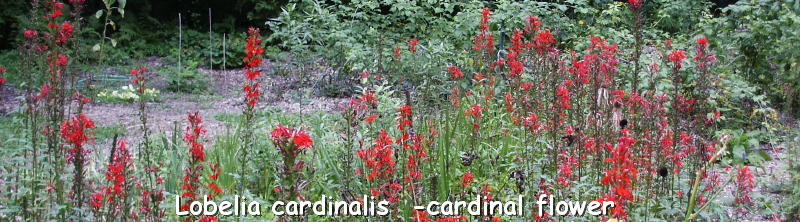 [Lobelia+cardinalis+labeled.JPG]