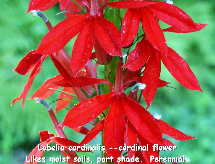 [Lobelia+cardinalis+labeled1.JPG]