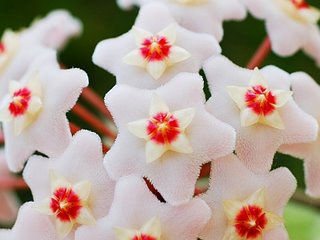 [orchides.jpg]