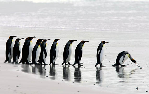 [penguins+photo+daniel+garcia.jpg]