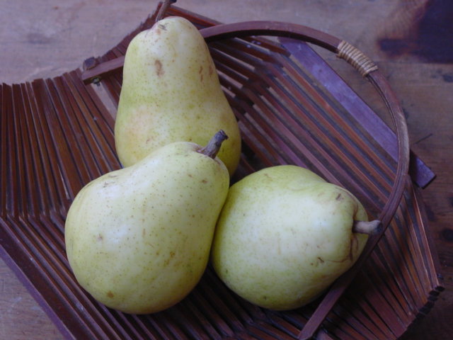 [pears.JPG]