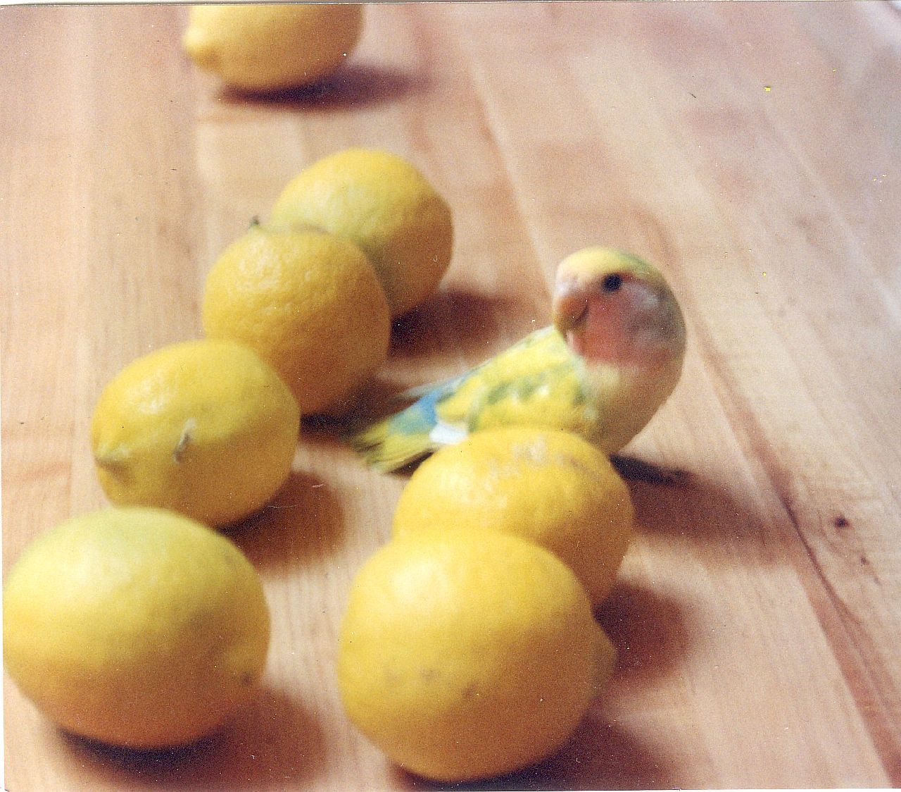 [lemons+and+lua.jpg]