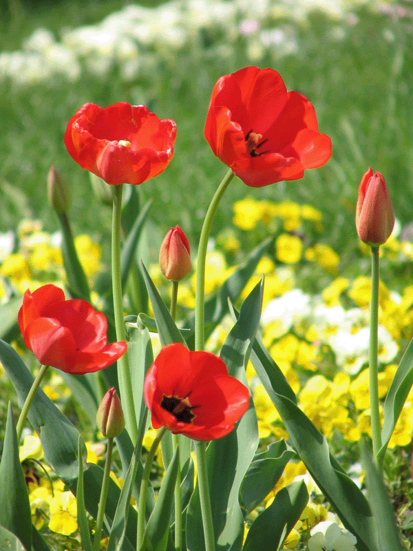 [Flowers,+Red+Vertical+600+pixels.gif]