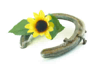 [sunflower_horseshoe.jpg]