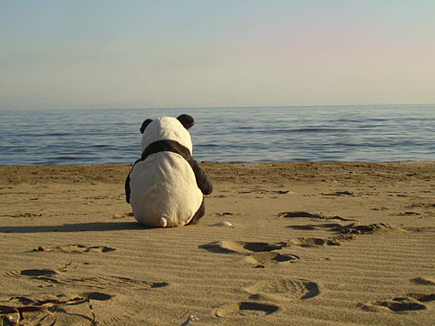 [lonely_panda_at_the_beach.jpg]