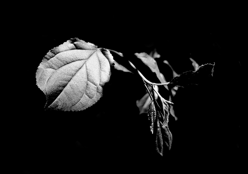 [dark_leaf.jpg]