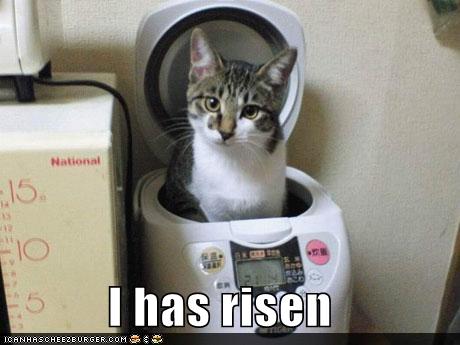[risen+cat.jpg]
