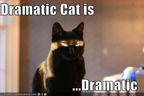[dramatic+cat.jpg]