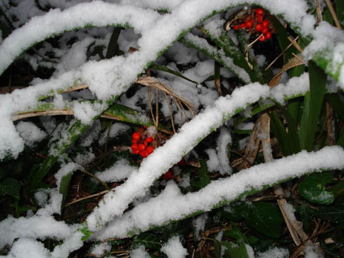 [berries-in-snow-500.jpg]