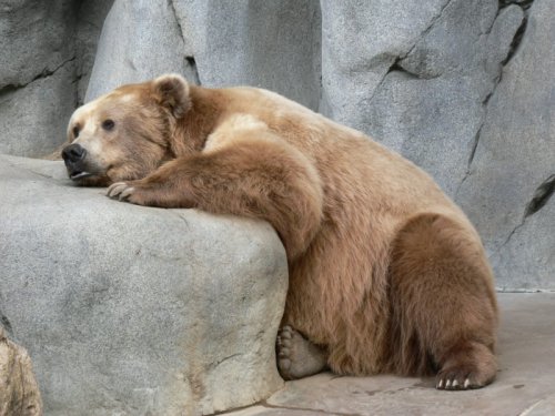 [sad+bear.jpg]