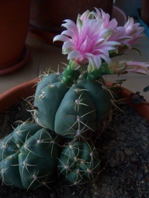 [cactus+fiore+intero.jpg]