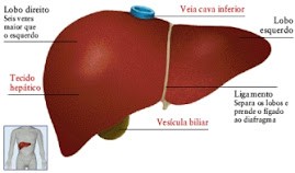 O Fígado