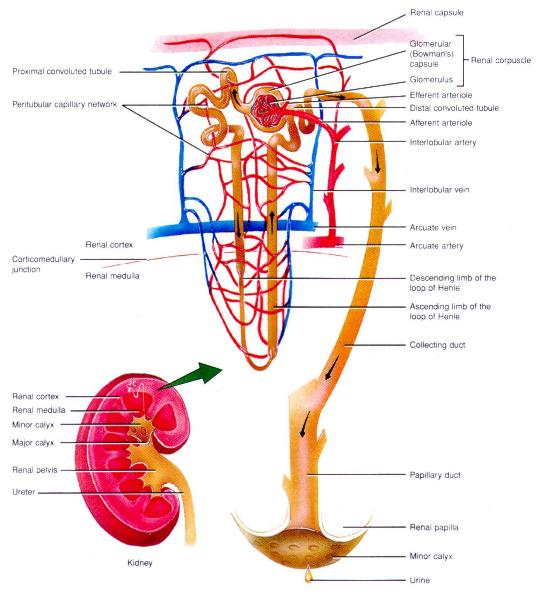 [kidney1.jpg]