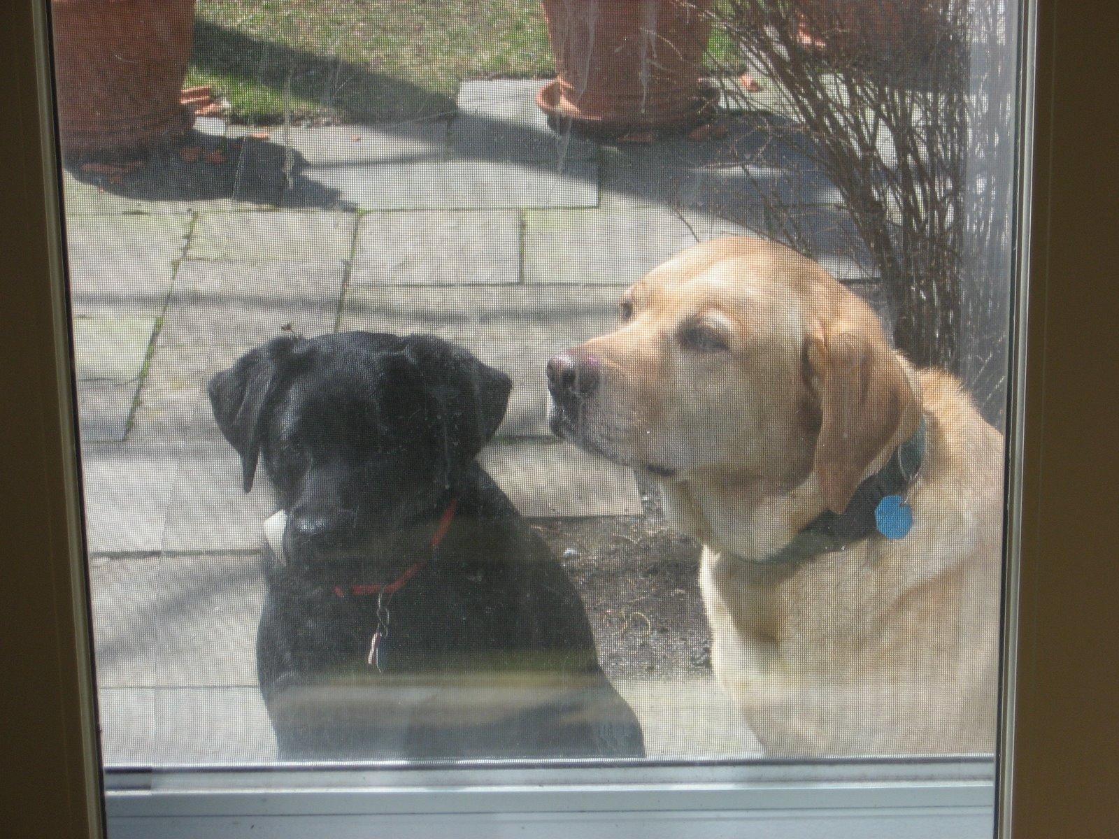 [Doggies+wait+for+Breakfast.JPG]